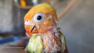 Lovebird Chick From Pastel Blue Female and Lutino Male [upl. by Pepita766]