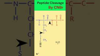 Peptide cleavage by cyanogen bromide animation [upl. by Chae]