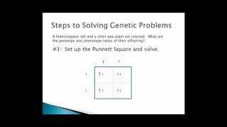 How to Do Genetic Crosses [upl. by Rukna575]