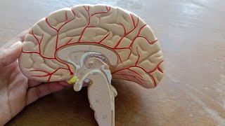 Attachment of Cranial Nerve easy Bangla Demo On model [upl. by Sorgalim]