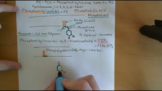 Phospholipase C Enzymes Part 1 [upl. by Nraa]