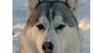 The Siberian Husky Great Pet Companion amp Working Dog [upl. by Mellman172]