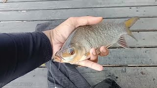 SERU MANCING IKAN KELABAU SUNGAI MARTAPURA [upl. by Russ]