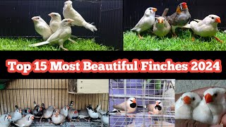 World Top 15 Most Beautiful Finches Bird  Finch 2024 [upl. by Drye]