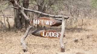 Mfuwe Magic  A Wildlife Wonderland [upl. by Datha976]