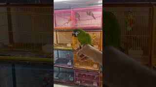 Hans macaw conure breeding pairsparrots birdszone pets petzonelovers [upl. by Fitzger]