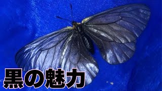 黒いウスバシロチョウを探してみた【Parnassius citrinarius Motschulsky1866】 [upl. by Agustin]