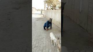 Dog prank shorts youtubeshorts [upl. by Terle800]