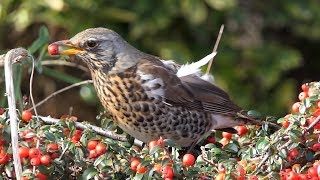 Fieldfare in my Front Yard [upl. by Nylesaj]