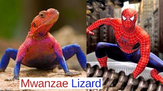 Spiderman “Mwanzae” Agama Lizard [upl. by Terrej]