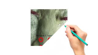 Intraperitoneal injection in Rats [upl. by Drawyeh]