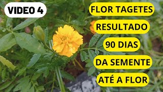 Flor Tagetes Inicio da floraçao com 90 dias de vida [upl. by Crain]