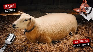 Sheep and lamb in the barn 🐑 10 hours of sheep sounds [upl. by Arihppas]