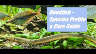 Reedfish Rope Fish  Species Profile amp Care Guide [upl. by Aciret]