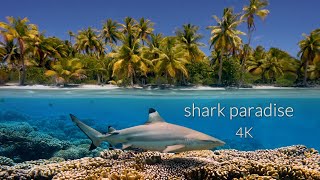 11HRS of 4K Shark Paradise  Undersea Nature Relaxation™ Film  Music by Relax Moods [upl. by Rie59]