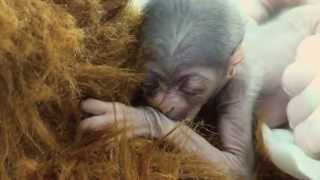 A Miracle Baby Javan Gibbon is Born at the Greensboro Science Center [upl. by Akim]