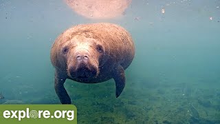 Best of Manatee’s 90 minutes of the mystical sea cow An ambient meditation to nourish the soul [upl. by Airottiv782]