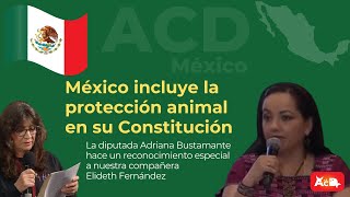 🚨¡Última hora🚨 México aprueba prohibir el maltrato animal en su Constitución 🐾 [upl. by Naillij]