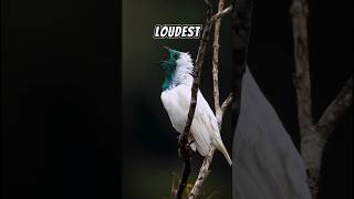 The Bearthroated Bellbird  What A Sharp Song 🤩 [upl. by Anrehs]