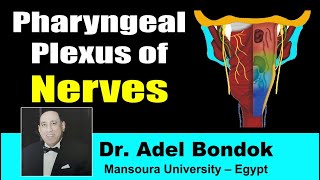 Pharyngeal Plexus Dr Adel Bondok [upl. by Aihseken]