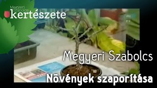 Növények szaporítása  Dugványozás Megyeri Szabolcs [upl. by Nishom]