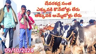 ఈ వారం దేవరకద్ర సంతలో ఎద్దుల ధరలు Cattle prices in Devarakadra cattle market 09102024 [upl. by Hairas326]