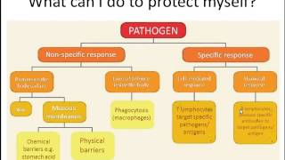 AQA AS Biology 61 Defence mechanisms [upl. by Bonar]