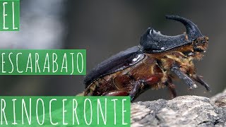 EL ESCARABAJO RINOCERONTE  ORYCTES NASICORNIS [upl. by Mikol5]