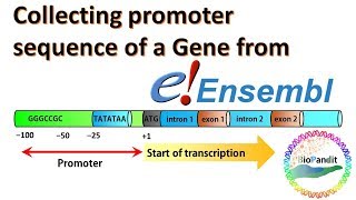 Collecting promoter sequence of a Gene from Ensembl [upl. by Keefe]