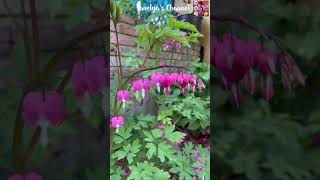 How To Make Bushy Bleeding Heart  How To Care Bleeding Heart  Multiple Garden [upl. by Rockwood150]