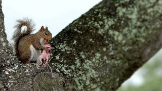 squirrel cannibal [upl. by Tempa]