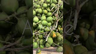 Chenette aka Guinep aka Ackee CaribbeanPotcom [upl. by Nilyahs755]