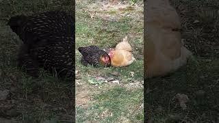 Buff Orpington Chicken cleaning Golden Laced Wyandotte 🐓 backyardchickens raisingchickens [upl. by Htiduj]