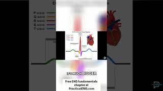 Understanding the Hearts Electrical System A Visual Guide [upl. by Venetia677]