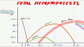 Fetal Hematopoiesis trick [upl. by Nnaeinahpets]