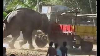 Elephant Attacking Truck  EXCLUSIVE [upl. by Schaper]