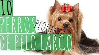 10 PERROS PEQUEÑOS DE PELO LARGO [upl. by Yand]