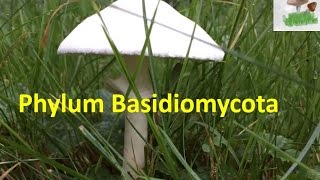 Basidiomycota [upl. by Lyell]