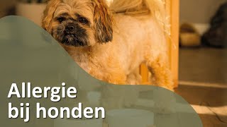 Allergie bij Honden [upl. by Mastic764]