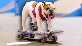 WORLDS CUTEST SKATEBOARDING DOG [upl. by Spearing]