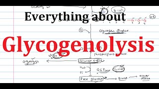 19 Glycogenolysis  Glycogen Breakdown  Biochemistry  Metabolism [upl. by Delanie187]