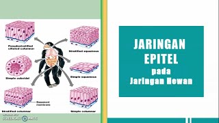 Jaringan Epitel pada Jaringan Hewan [upl. by Jair]