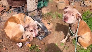 The Pitbull brothers were chained amp mistreated their whole lives and the owner often punished them [upl. by Enirehs328]