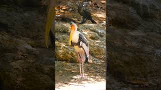 The Elegant Blacknecked Stork Australias Avian Icon WildlifePhotographers NatureSeekers [upl. by Prowel]