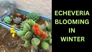 ECHEVERIA BLOOMING IN WINTER  SUCCULENT CARE TIPS [upl. by Dnaletak]