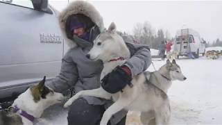 Sled dog Musher Documentary [upl. by Delaine213]