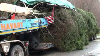 Un sapin de Noël offert par la Province de Liège au Palais Royal [upl. by Layla]