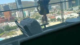 Woman Falls 80 Feet From Balcony While Attempting Yoga Pose [upl. by Mussman]