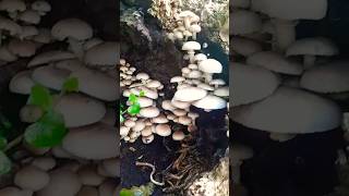 INCROYABLE CAVERNE DE PEUPLIERR champignons mushroom nature [upl. by Prudy911]