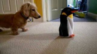 Dachshund Vs Penguin [upl. by Ier]